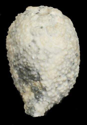 Cystoid (Holocystites) Fossil - Indiana #62026